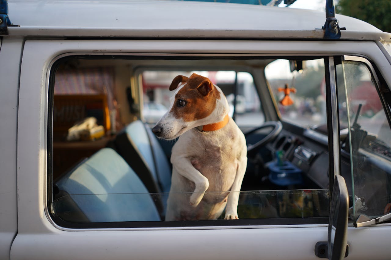 services-img A curious Jack Russell Terrier peeks out from a vehicle window, capturing a moment on a sunny day.