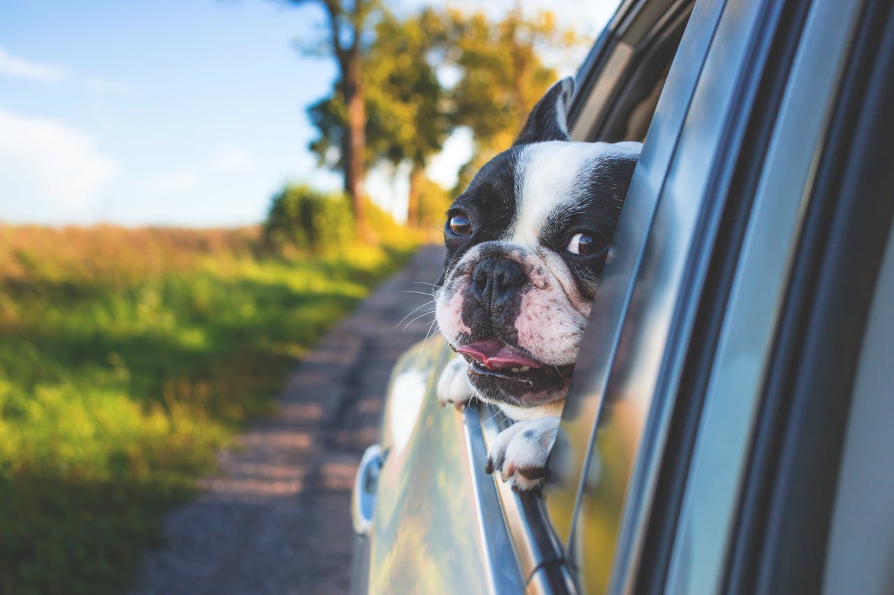 services-04 Cute French Bulldog peeking out of car window, enjoying a sunny day drive.