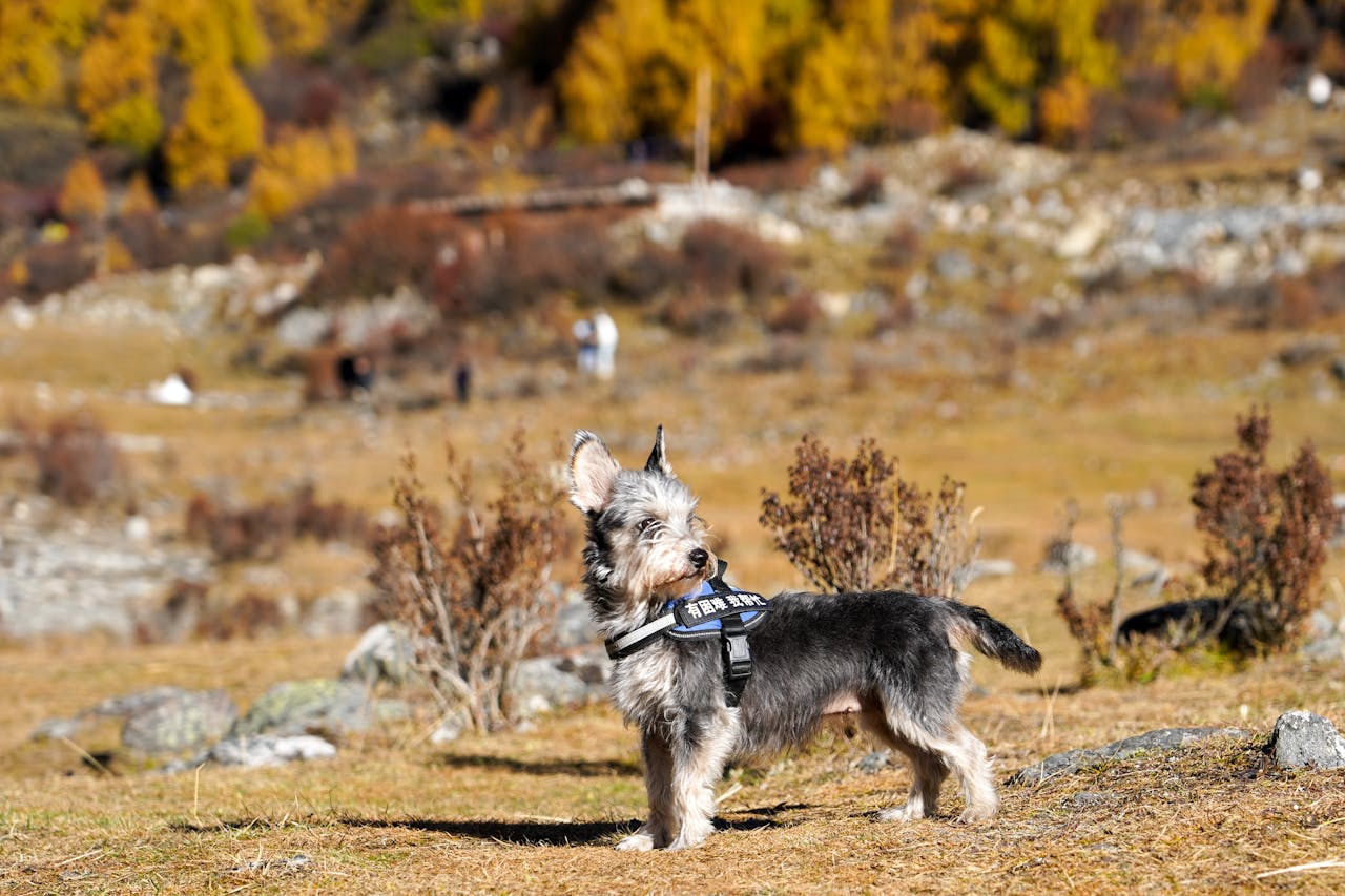 A small dog wearing a coat stands alert in a scenic outdoor autumn landscape.