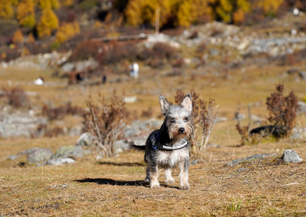 services-02 A charming terrier dog stands in an autumn field with colorful trees in the background.
