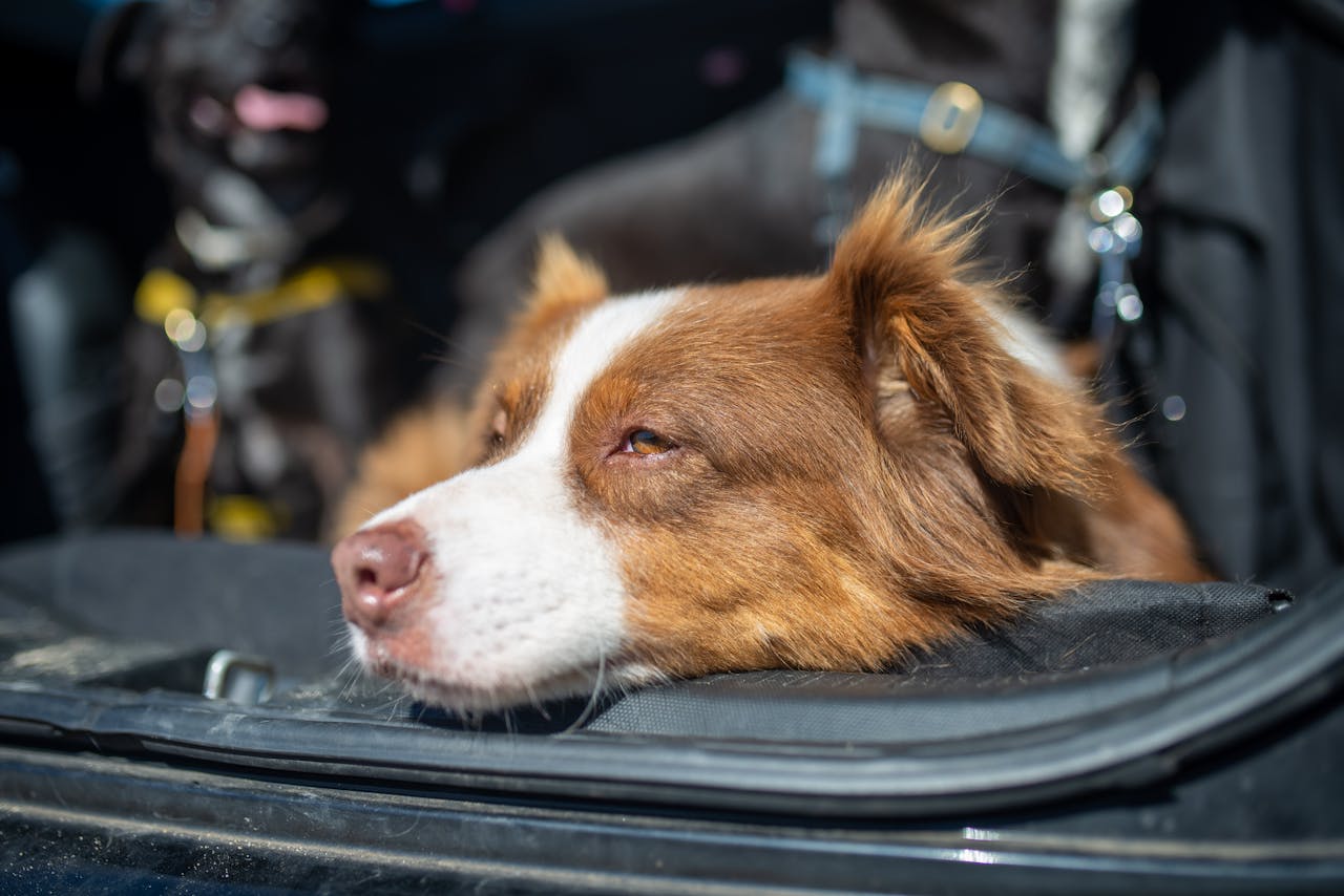 services-01 Close-up of a Border Collie dog resting in a car trunk on a sunny day in Portugal.